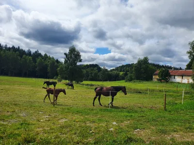 Dvůr Altrichter - horses