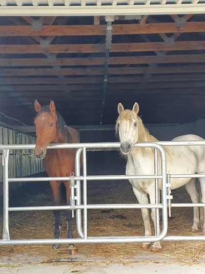 Dvůr Altrichter - stables