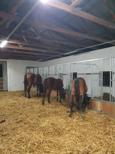 Dvůr Altrichter - stables